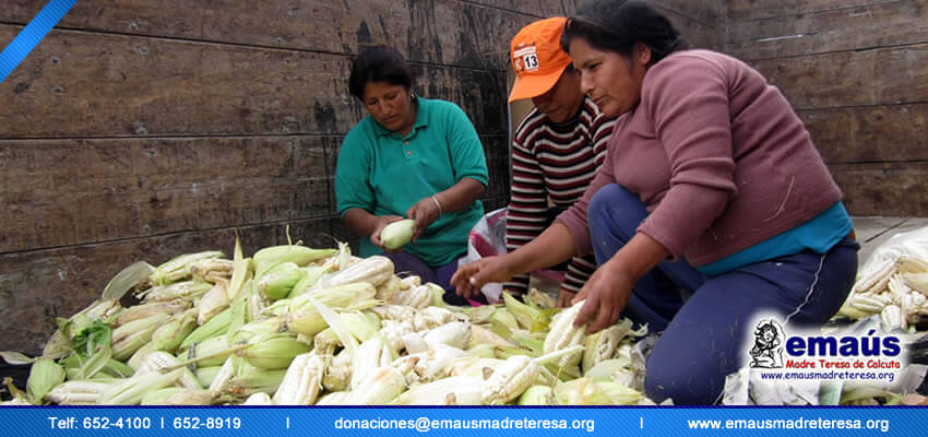 Donación de choclos para familias en Villa El Salvador 2014